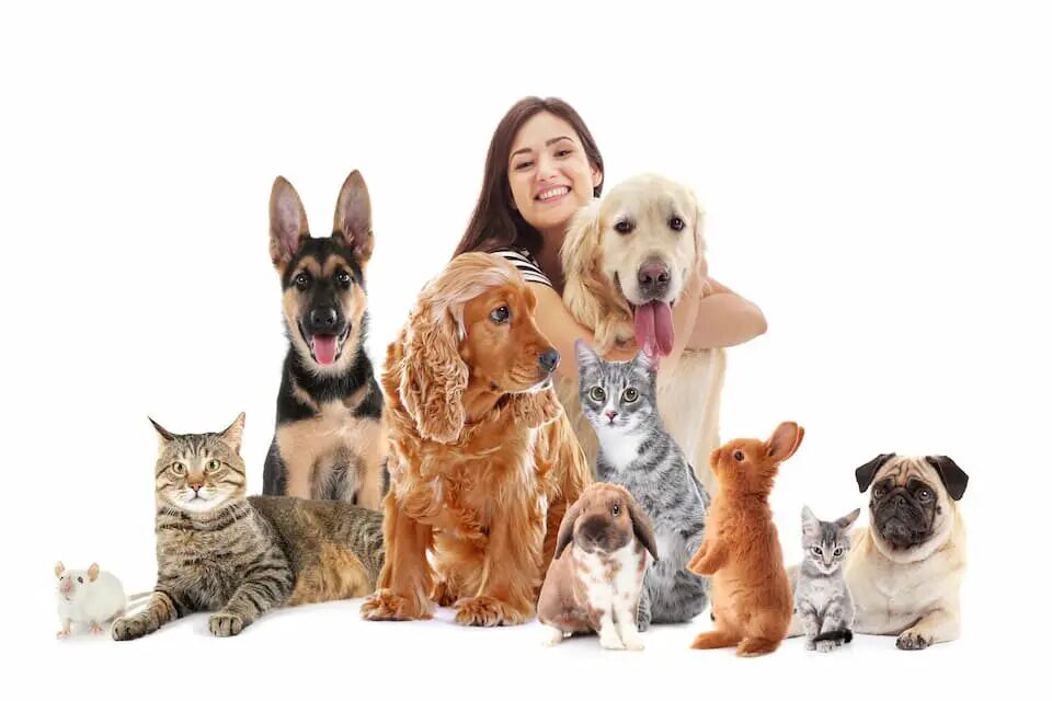 中国仕入れで探るペット用品の最新トレンドと選び方とは？おすすめの中国輸入代行会社も紹介！